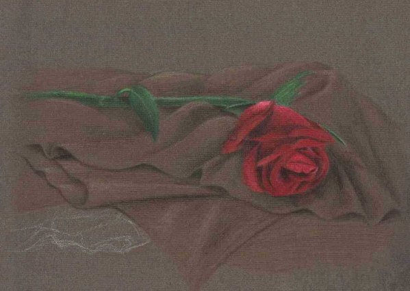 Rosa