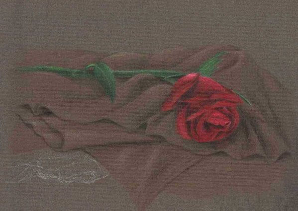 Rosa Pencil