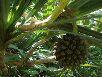 Piña natural