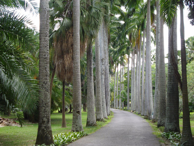 Camino entre palmeras 