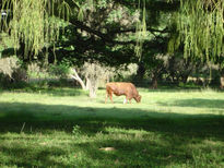 Rincón campestre