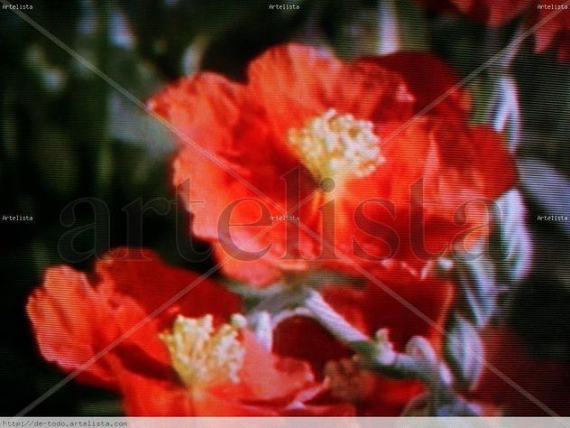 Flores