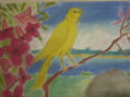 canario