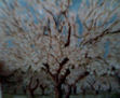 almendros en flor