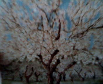 Almendros en flor