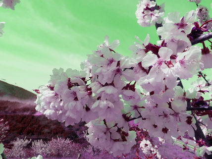 Flores