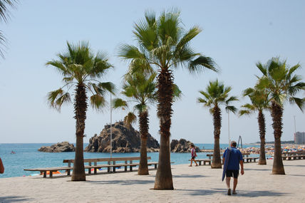 Palmeras