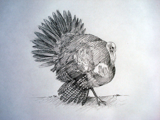 pavo
