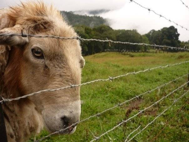 the sheep