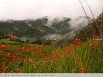 Flowers land scape