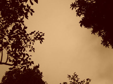 CiElO