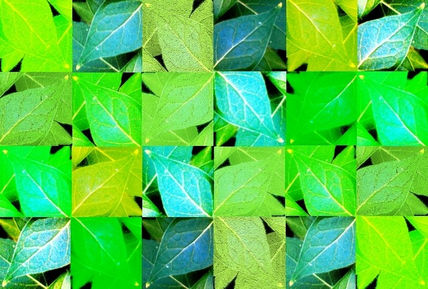Hojas verdes