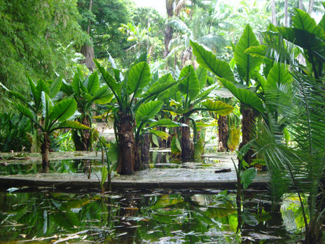 Un ecosistema tropical