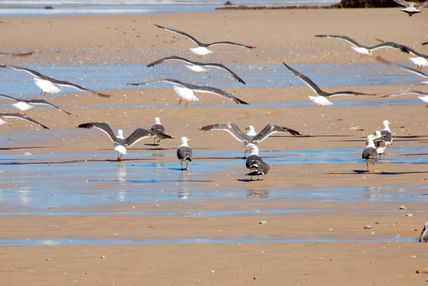 Larus