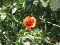 amapola