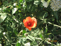 Amapola