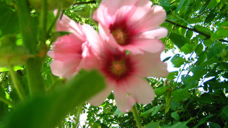 Jardín