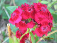 flores silvestres