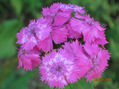 flores silvestres 2