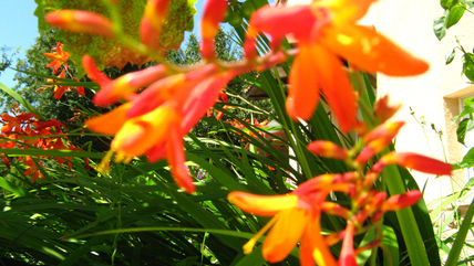Jardin 2