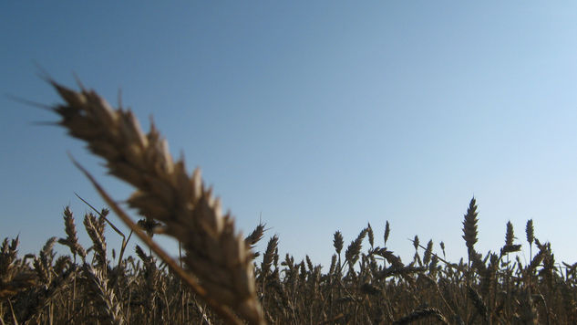 campos de trigo 