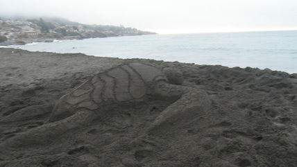 Tortuga de mar