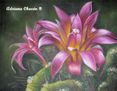 Flor de Cactus