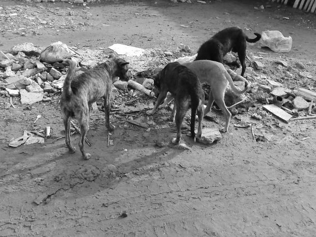 la caza 03 Naturaleza Blanco y Negro (Digital)