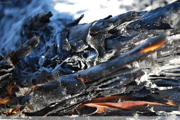 naturaleza muerta