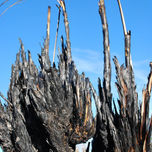 Naturaleza muerta thumbnail 1