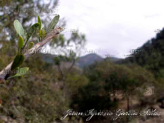 Cuando sea Grande... Nature Color (Digital)