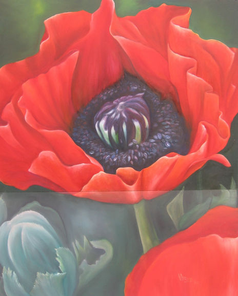 Amapola