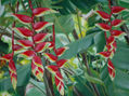 "Heliconia"