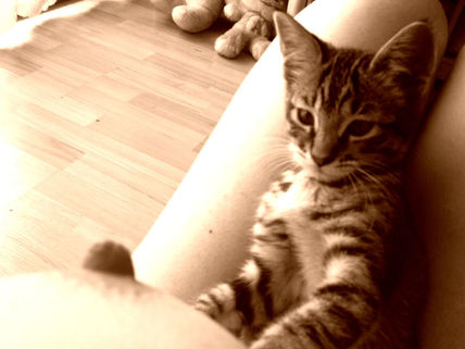 La teta y el gato