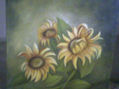 girasoles
