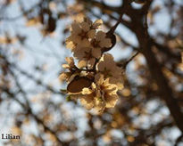 Almendro en flor