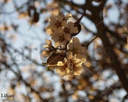 Almendro en flor