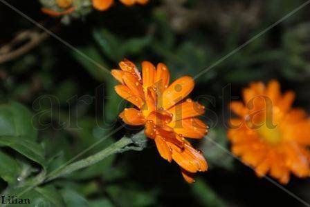 Flores de invierno