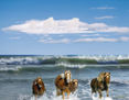 CABALLOS AUDACES.
