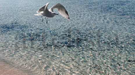 Gaviota al despegar