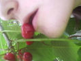 cerezas