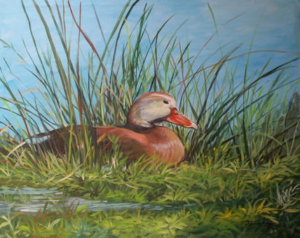 Ave de pato anidando.