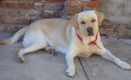 Camilo, mi mascota