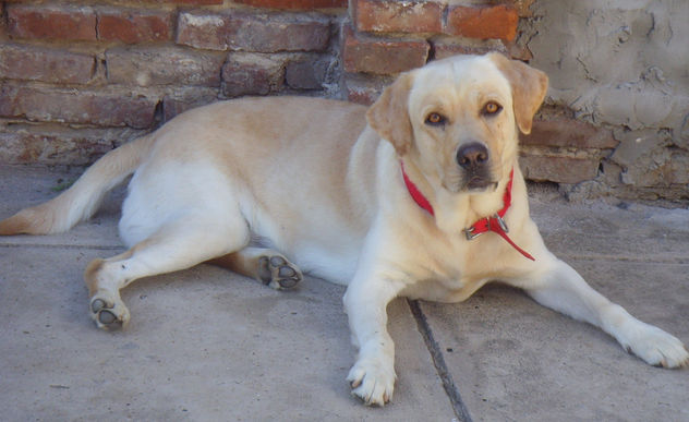 Camilo, mi mascota