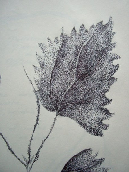 Ortiga