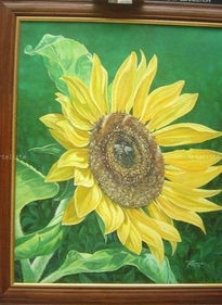 Girasol