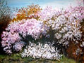 Arbustos en primavera