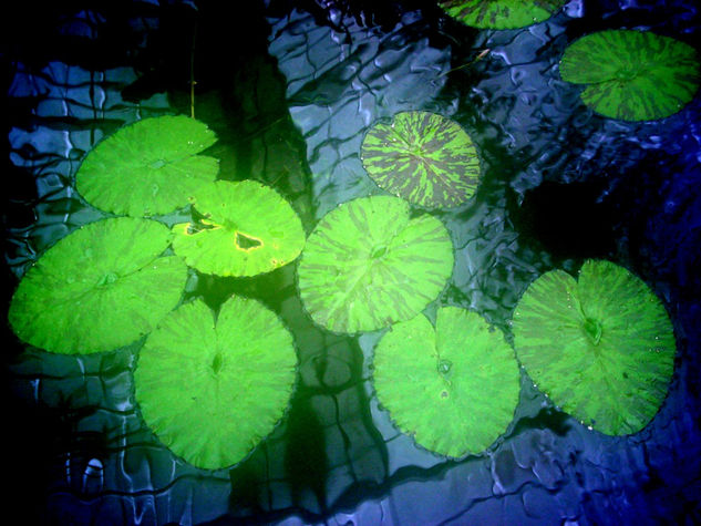 Plantas acuáticas Naturaleza Color (Digital)