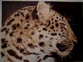 Leopardo