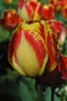 tulipan
